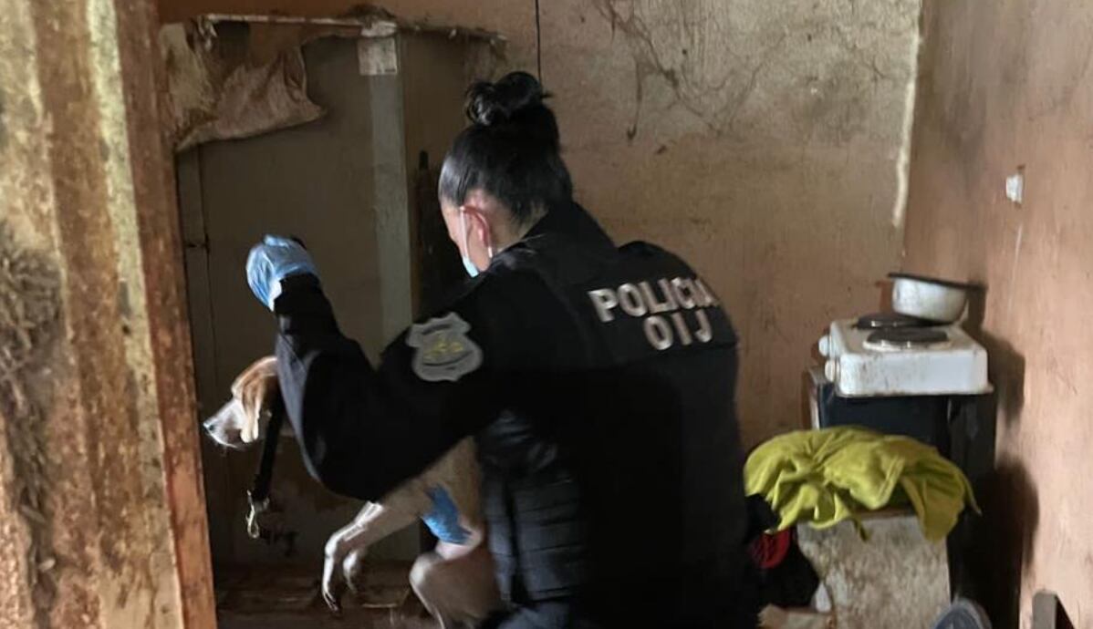 Animales maltratados en Tibás