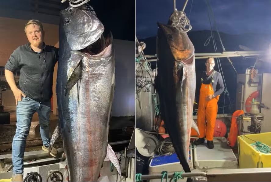 Un pescador amateur logró capturar un atún de 280 kilos tras una batalla de casi cinco horas frente a la costa de Noruega.