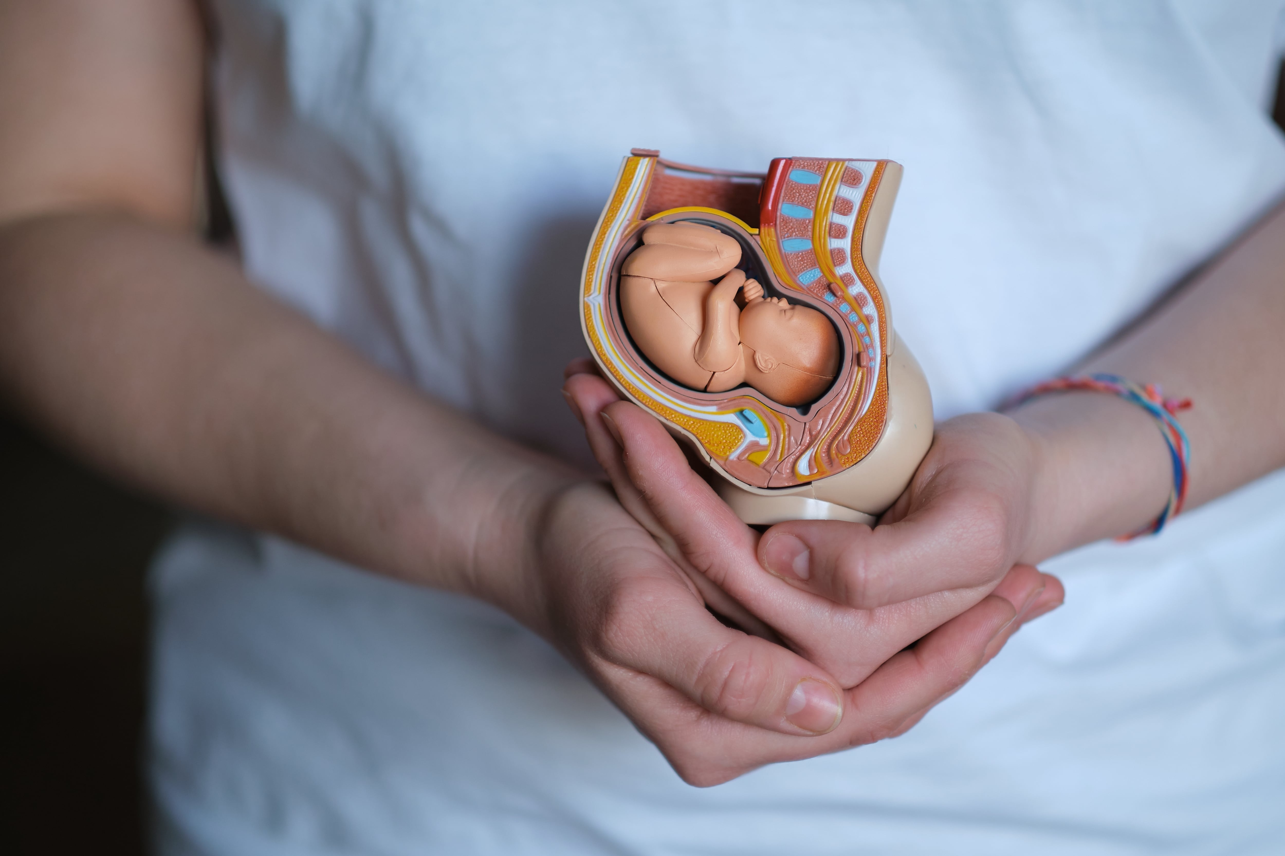 Embarazo, aborto, feto, embrión, parto, mujer sosteniendo modelo de plástico del útero con un bebé en formación