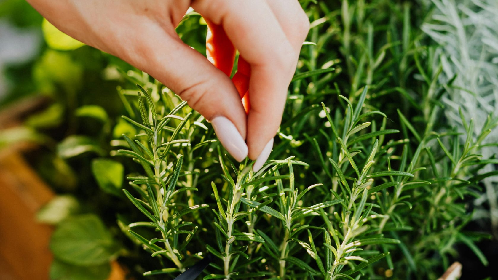 Planta aromática de origen mediterráneo, el romero se asocia con mejoras cognitivas, alivio del dolor y beneficios digestivos gracias a su riqueza en compuestos bioactivos.