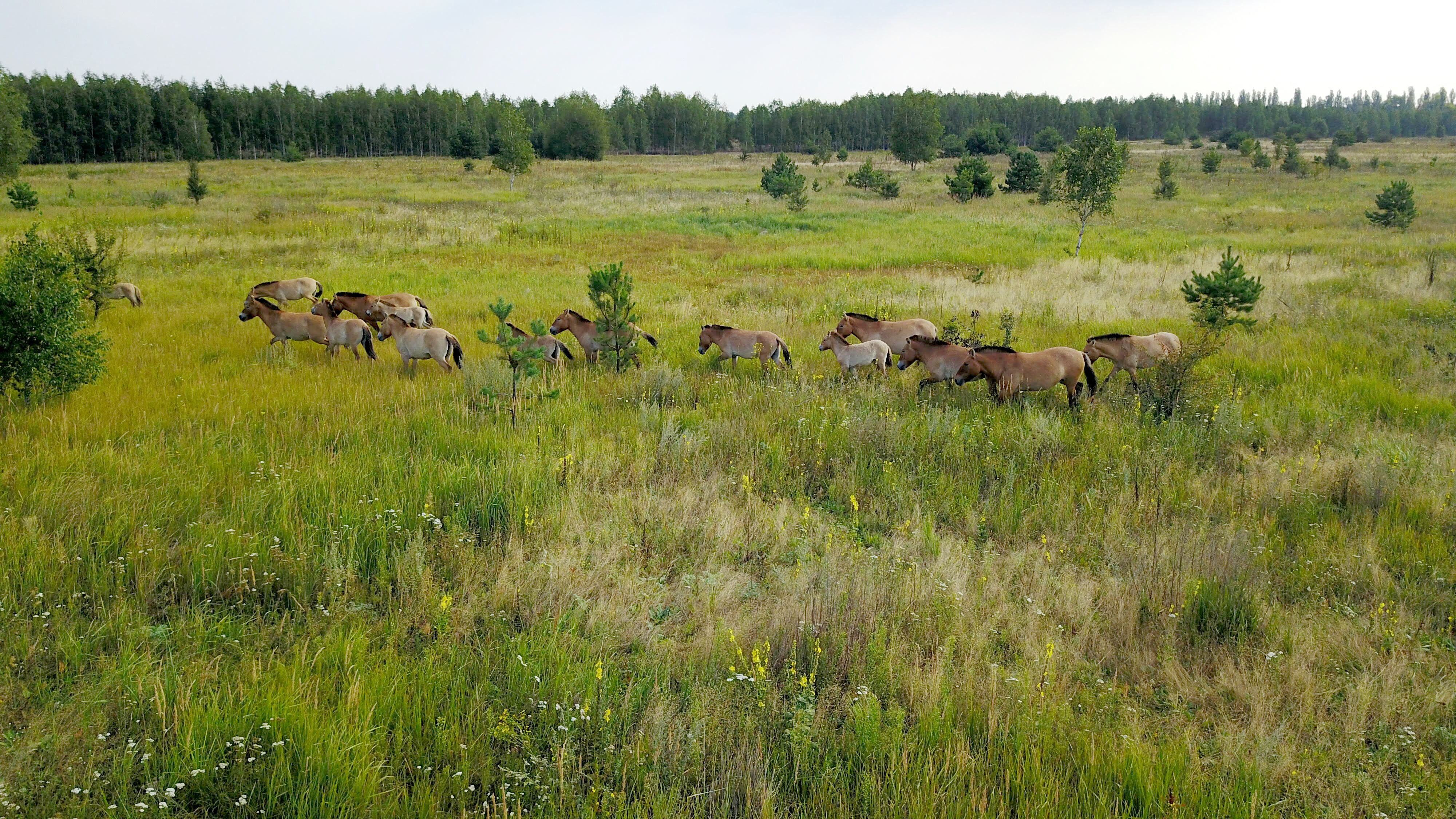 Los caballos de Przewalski corren en la zona de Chernóbil el 26 de agosto de 2017. Se trata de los caballos de Przewalski, una especie en peligro de extinción originaria de Asia que, de forma sorprendente, prospera en esta área contaminada por radiación, después de haber desaparecido anteriormente en estado salvaje. (Foto de Aleksndr Sirota y Aleksander Sirota / AFP).