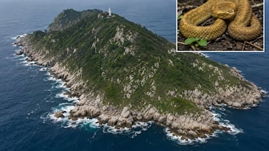 Conozca la Isla de las Cobras: el lugar prohibido de Latinoamérica