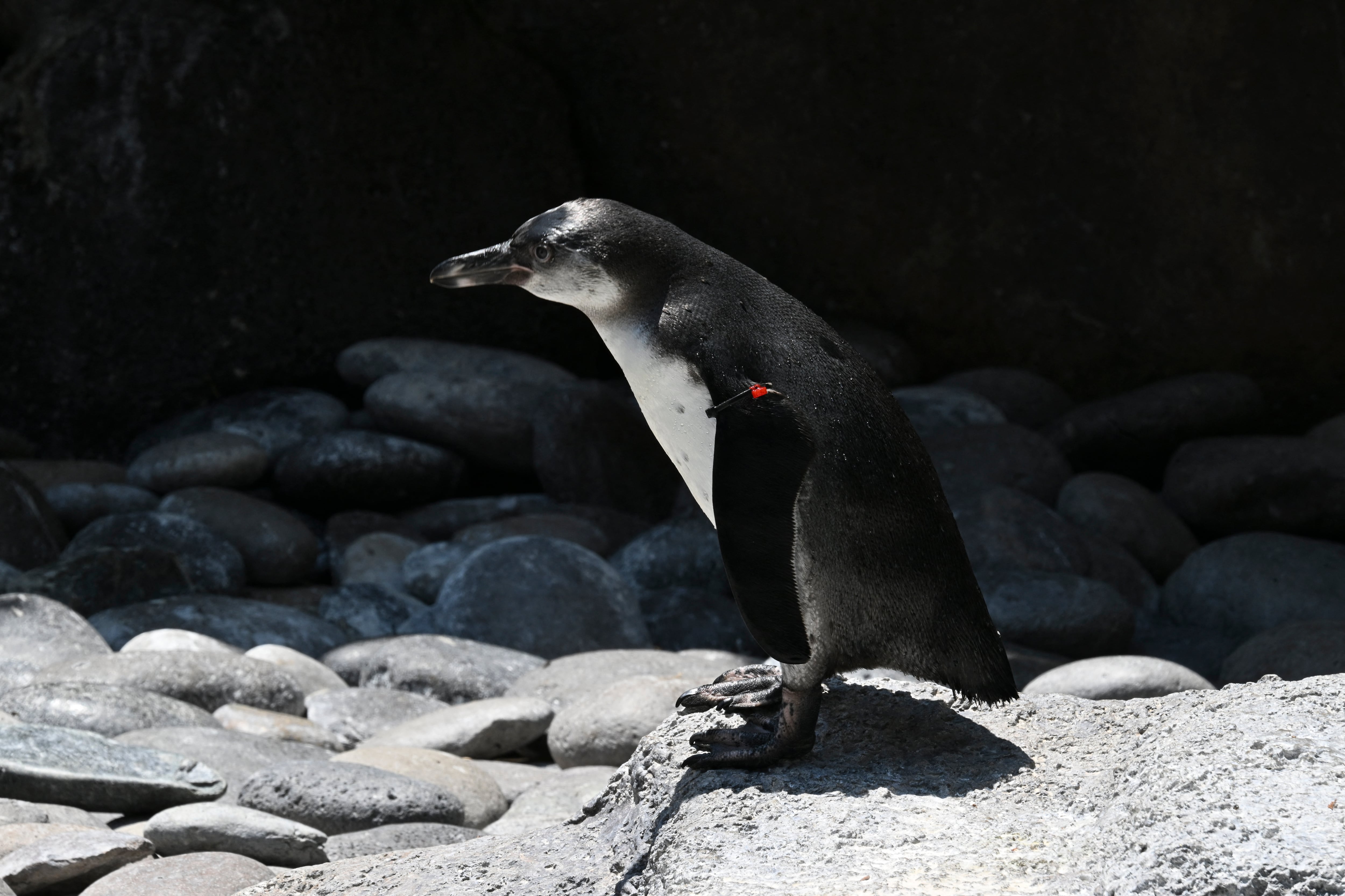 Pingüinos del Zoológico La Aurora, Guatemala
