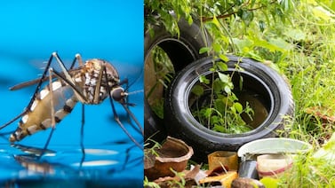 Casos de dengue en Costa Rica cayeron a la tercera parte en cuestión de un año, ¿por qué?