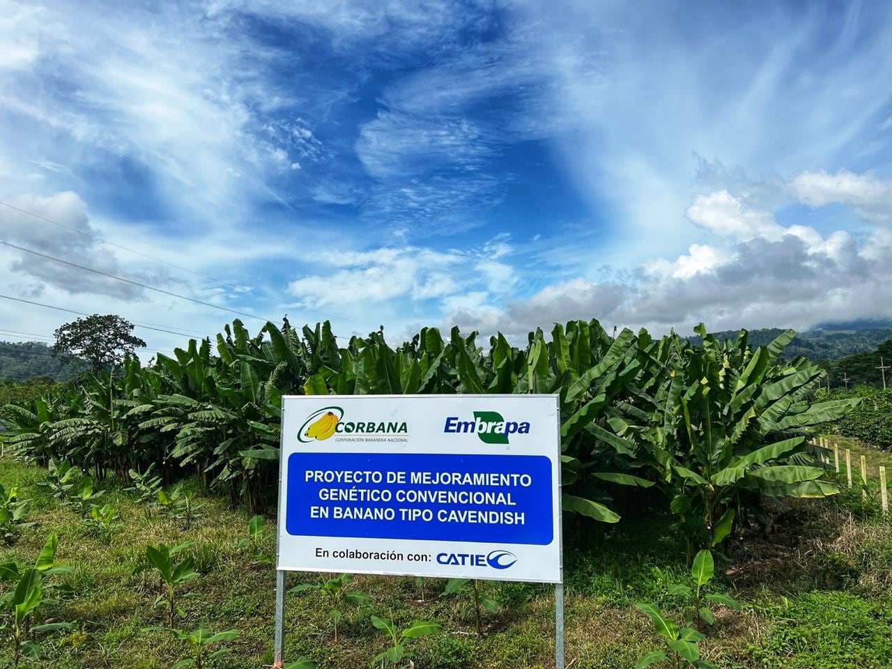 En Pococí está una de las principales fincas enfocadas en proteger el banano que consumimos en Costa Rica. Foto: Cortesía Corbana