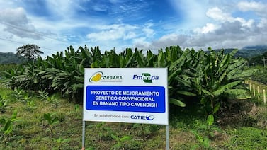 El sueño de salvar el banano se cultiva en Costa Rica