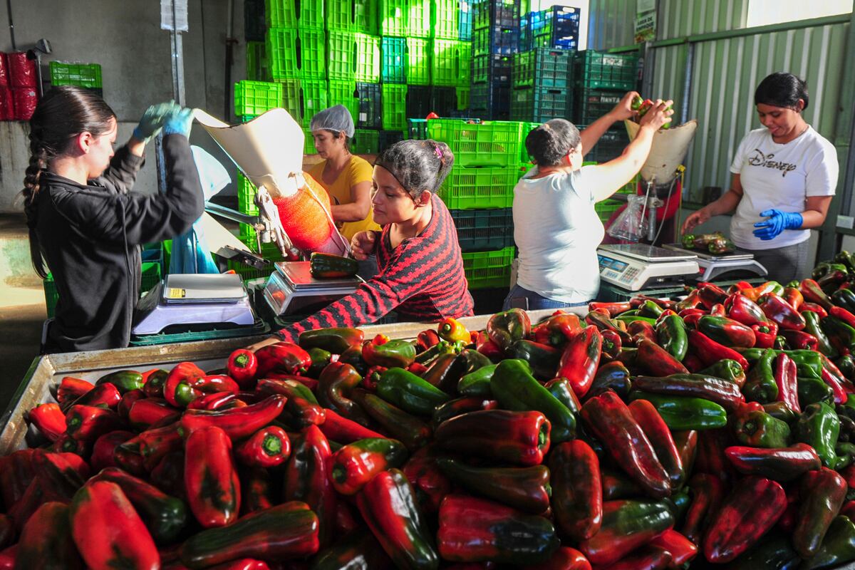 Walmart tierra fértil chiles dulces