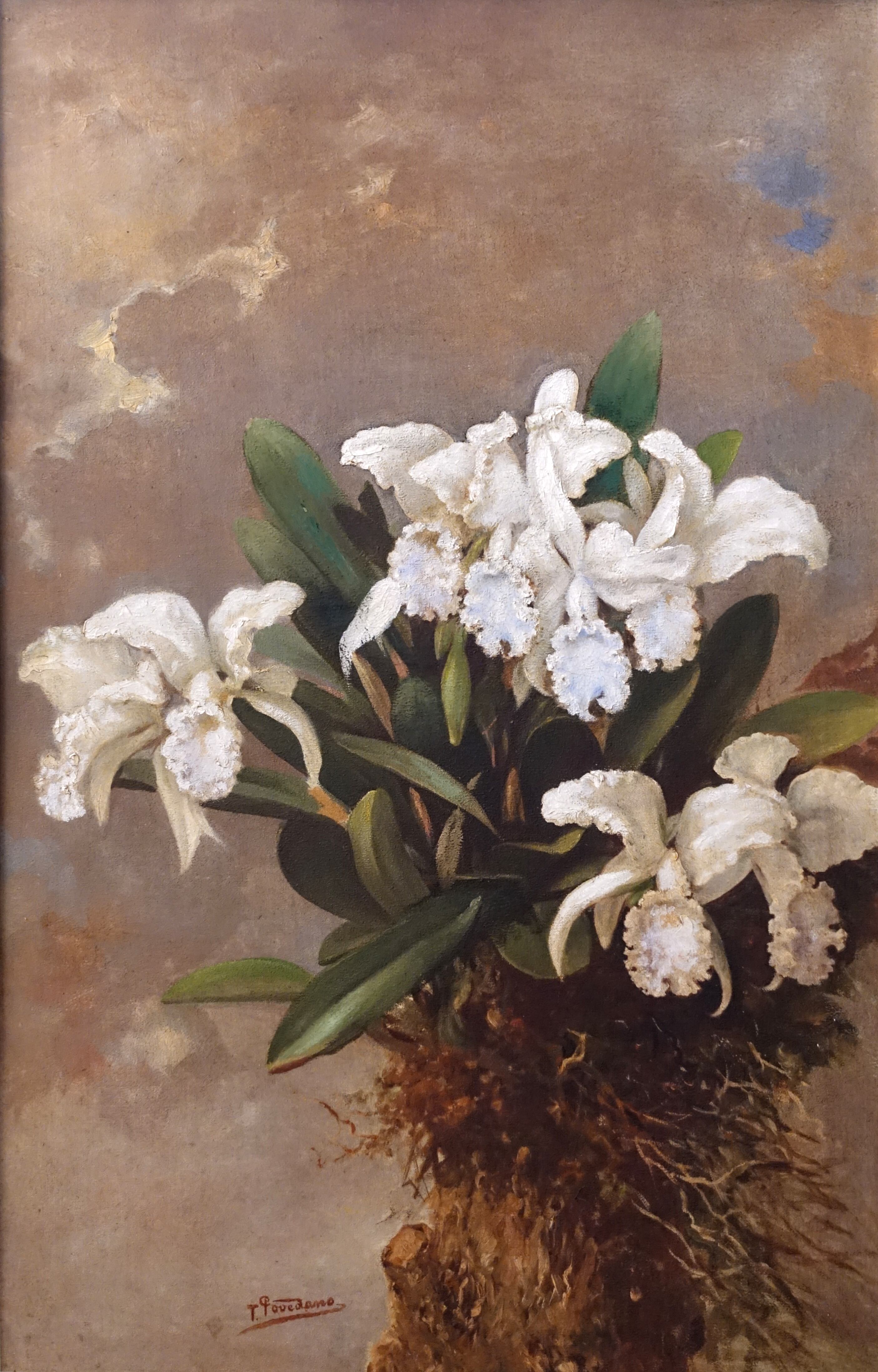 Tomás Povedano, Orquídea (guarianthe skinneri), s.f. óleo sobre tela