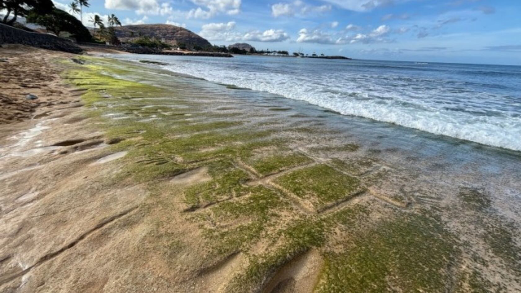 Petroglifos hawaianos de hace 500 años reaparecieron en Oahu tras bajamar. Las figuras humanas y símbolos resurgen como testimonio cultural ancestral.