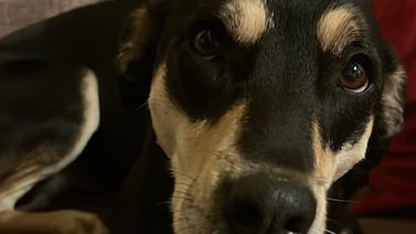 La vida es ahora: la lección que los perros nunca olvidan