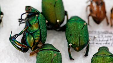 Orquídeas, madera de cocobolo y escarabajos están en la mira de bandas que trafican vida silvestre