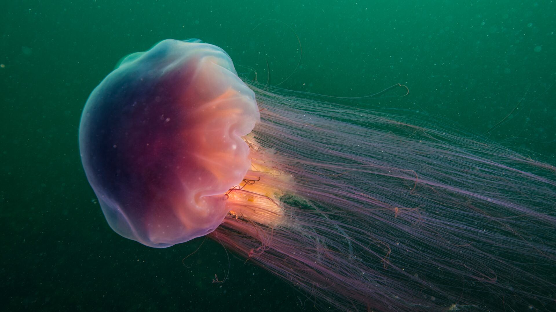 Una criatura marina de 1 tonelada, bioluminiscente y caníbal, habita en los océanos del norte y sorprende por su longitud