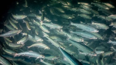 Contaminación por drogas en el agua altera el comportamiento del salmón en su hábitat natural