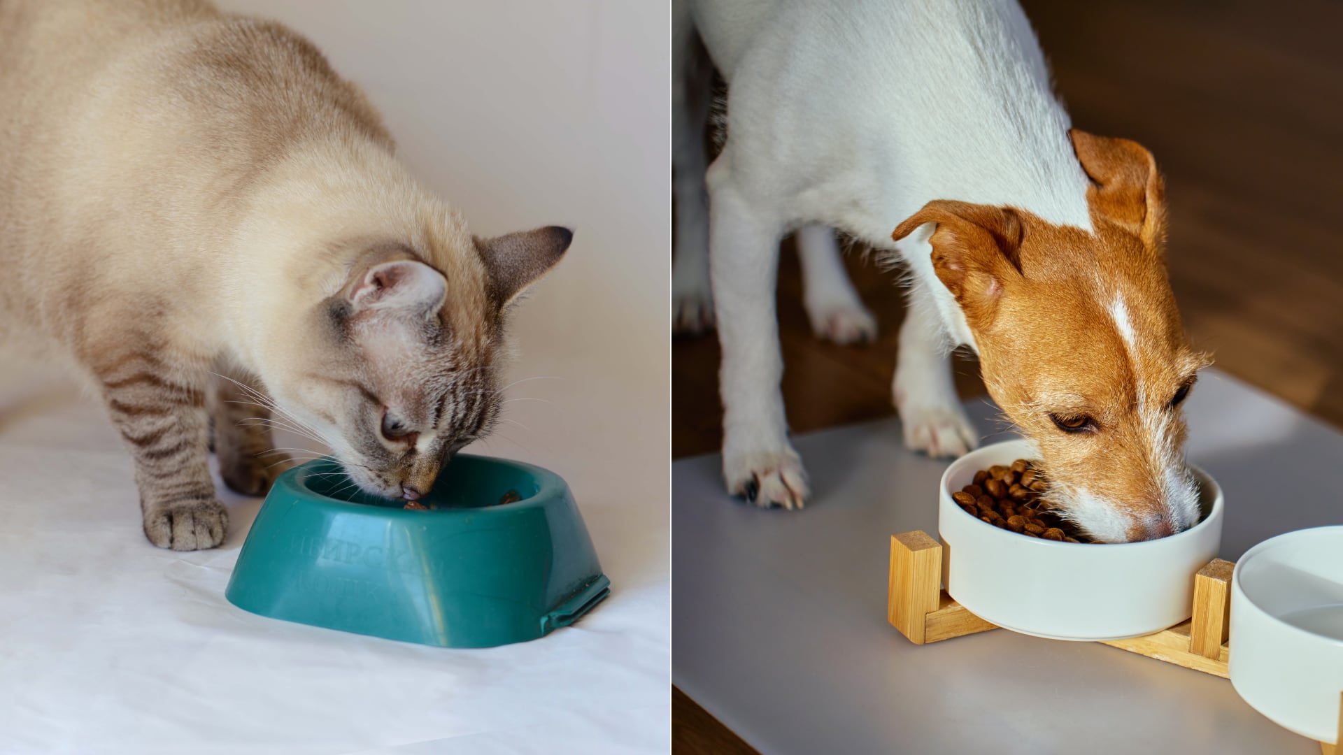 Veterinarios explican cuántas veces deben comer perros y gatos y por qué la edad y salud definen su dieta diaria.