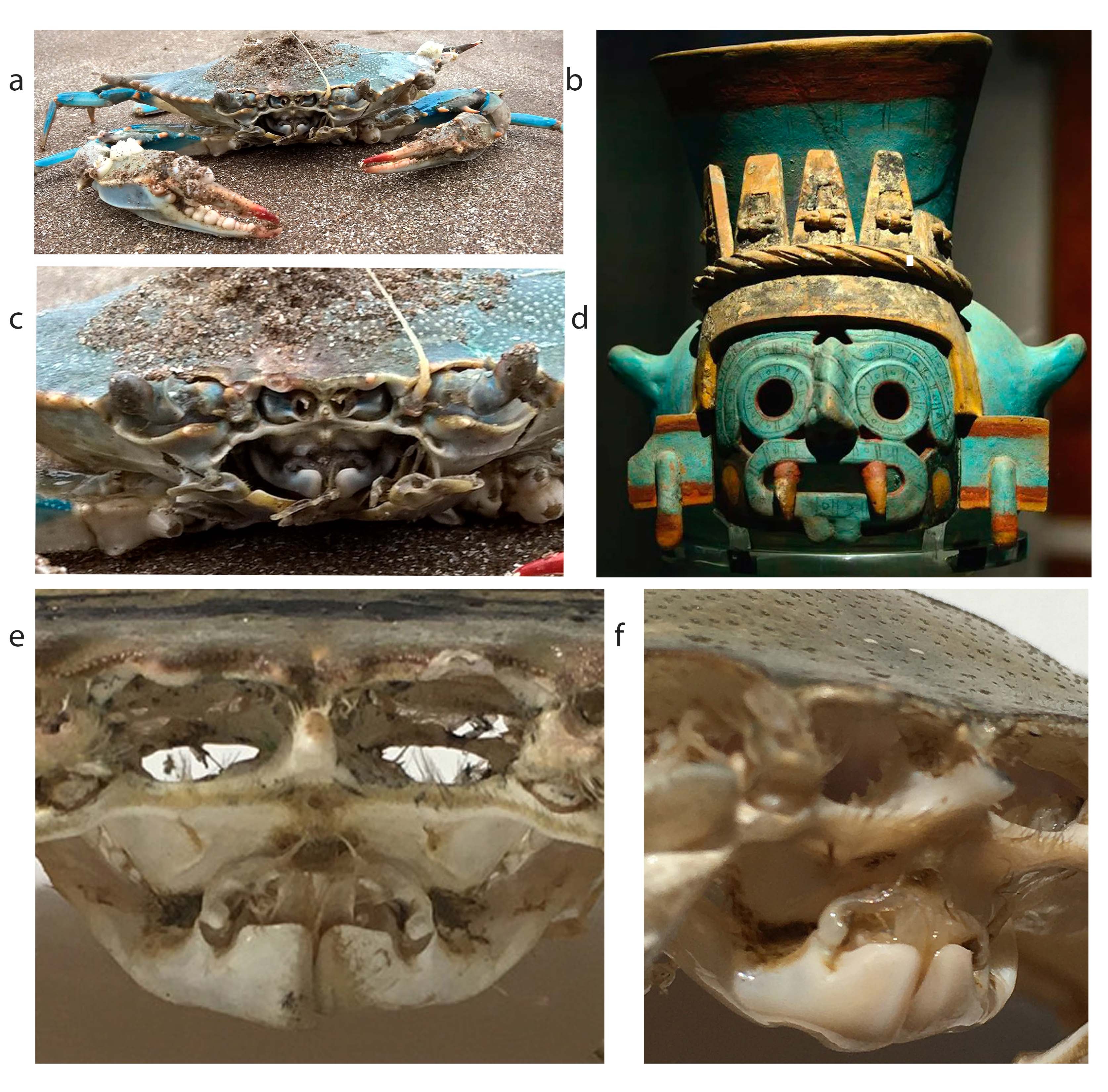 Representación de Tláloc en el Museo del Templo Mayor. Su rostro incorpora elementos de la anatomía del cangrejo, como el caparazón, las mandíbulas, los ojos y las antenas.