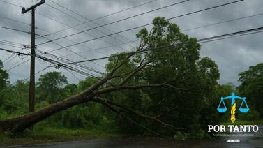 CNFL demandó a empresa porque un árbol cayó y averió el tendido eléctrico; la sociedad alegó viento inusual. Conozca la sentencia final