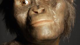 La famosa Australopithecus Lucy habría muerto al caer de un árbol