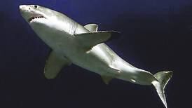 Cuba implementa plan de protección a tiburones