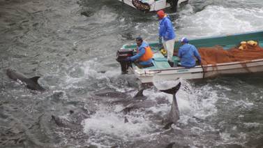 Solo este jueves se mataron 30 delfines en puerto japonés de Taiji para vender su carne