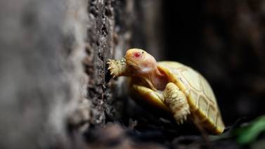 Nace primera tortuga gigante de Galápagos albina 