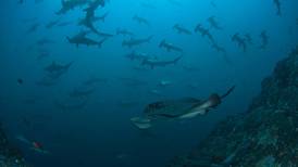 Declina población de rayas y tiburones de la Isla del Coco