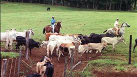 Senasa inicia plan para erradicar la brucelosis del ganado