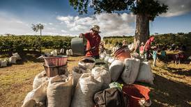 Exportadores ticos ven ‘una mina’ en prohibición de Europa a productos asociados a deforestación