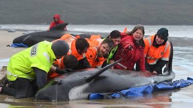 Al menos 380 ballenas mueren luego de  quedar varadas en una bahía de Australia