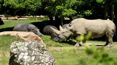 Rinoceronte blanco más viejo del mundo muere en Italia a los 54 años