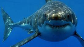 ¿Cuál es el lugar de Estados Unidos en el que ocurre más mordeduras de tiburones?