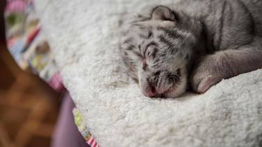 Murió Nieve, la tigresa blanca nacida en cautiverio en Nicaragua