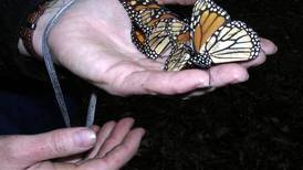 Merma en hábitat pone en riesgo a monarcas 