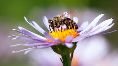Piquetes de abejas para mejorar la salud durante la pandemia
