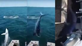 Tiburón de dos metros saltó a barco con tripulación adentro