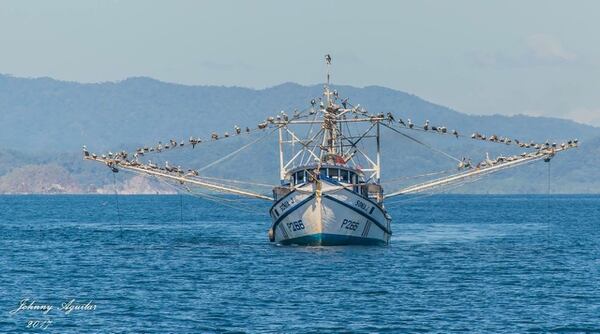 La actividad camaronera se explota tanto en el Pacífico, en Puntarenas, como en el Atlántico, en Barra del Colorado. En la foto, la embarcación puntarenense Don Emanuel, que pesca camarón del tipo Fidel. Foto: Christian Campos para LN.