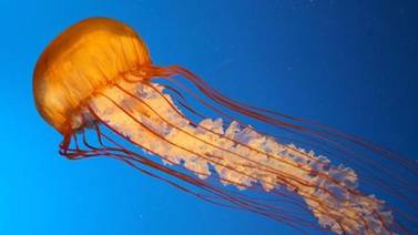Consumo de medusas atenuaría su exceso