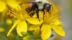 Insecticida parece reducir esperma vivo de abejas