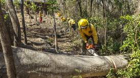 Bomberos forestales  ponen límites a  incendios