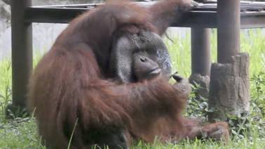 Orangután fumador crea polémica en Indonesia