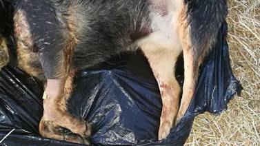 Sujetos con pasamontañas machetean a guarda y envenenan a 9 perros en Territorio de Zaguates
