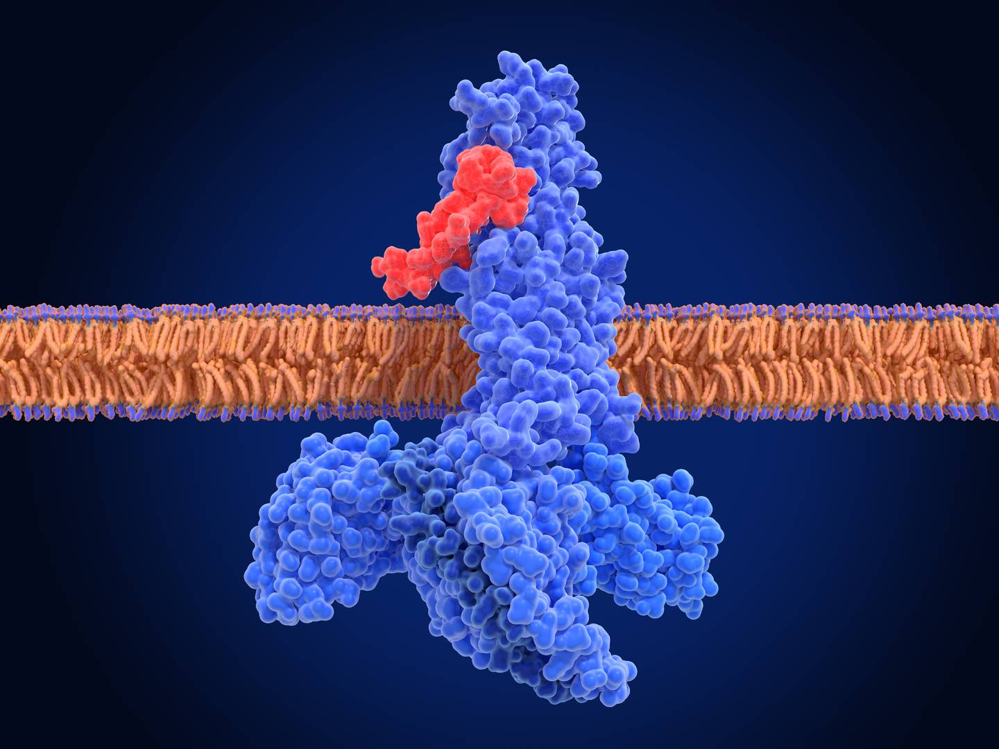 Así se ve la hormona GLP-1actuando en nuestro cuerpo.

Ilustración: Shutterstock