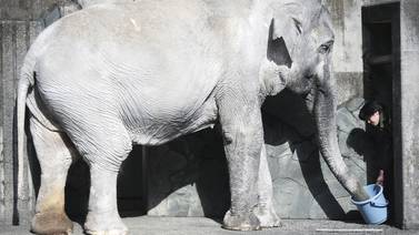 Elefante más viejo de Japón murió a los 69 años