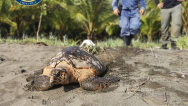 Alerta al 9-1-1 salvó a tortuga carey que estuvo a punto de ser sacrificada en Matina