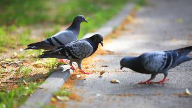 Chicles tirados en la calle pueden matar a las aves pequeñas