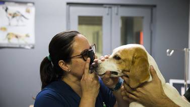 Especialidades veterinarias en Costa Rica: Desde frenillos para caballos hasta oftalmología para mascotas