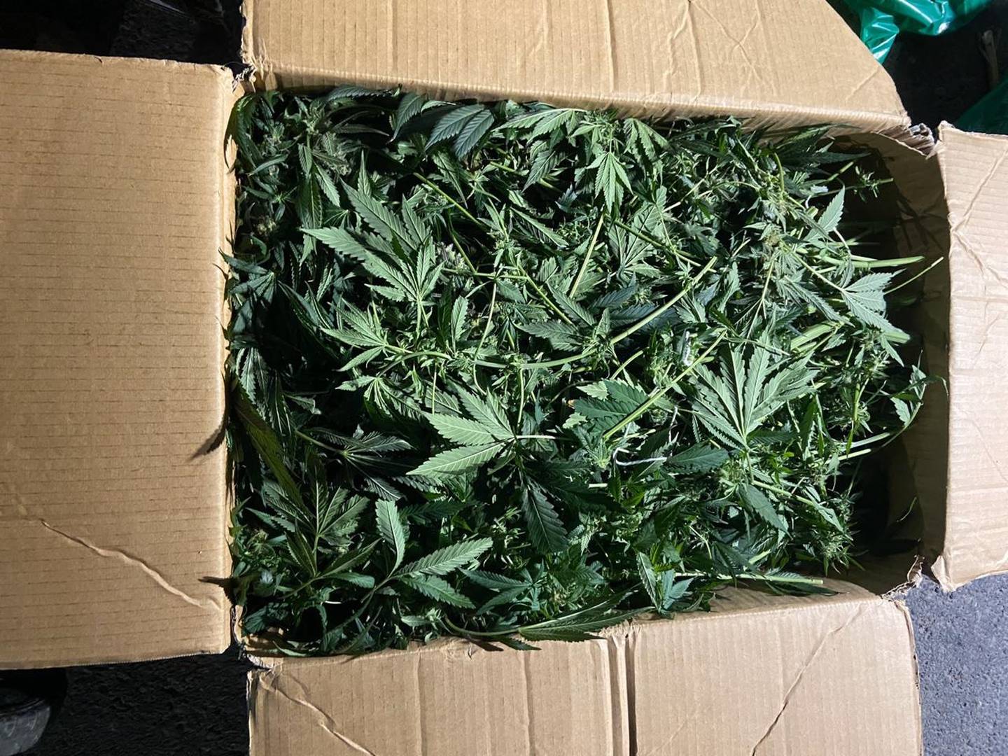 Al ser capturados tenían cajas de marihuana lista para ser trasladada. Foto: Cortesía OIJ.