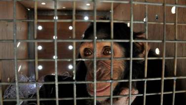 Manno 'el chimpancé de los selfis' de Iraq se refugia en Kenia