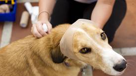 Desconocimiento de dueños empeora emergencias médicas en mascotas