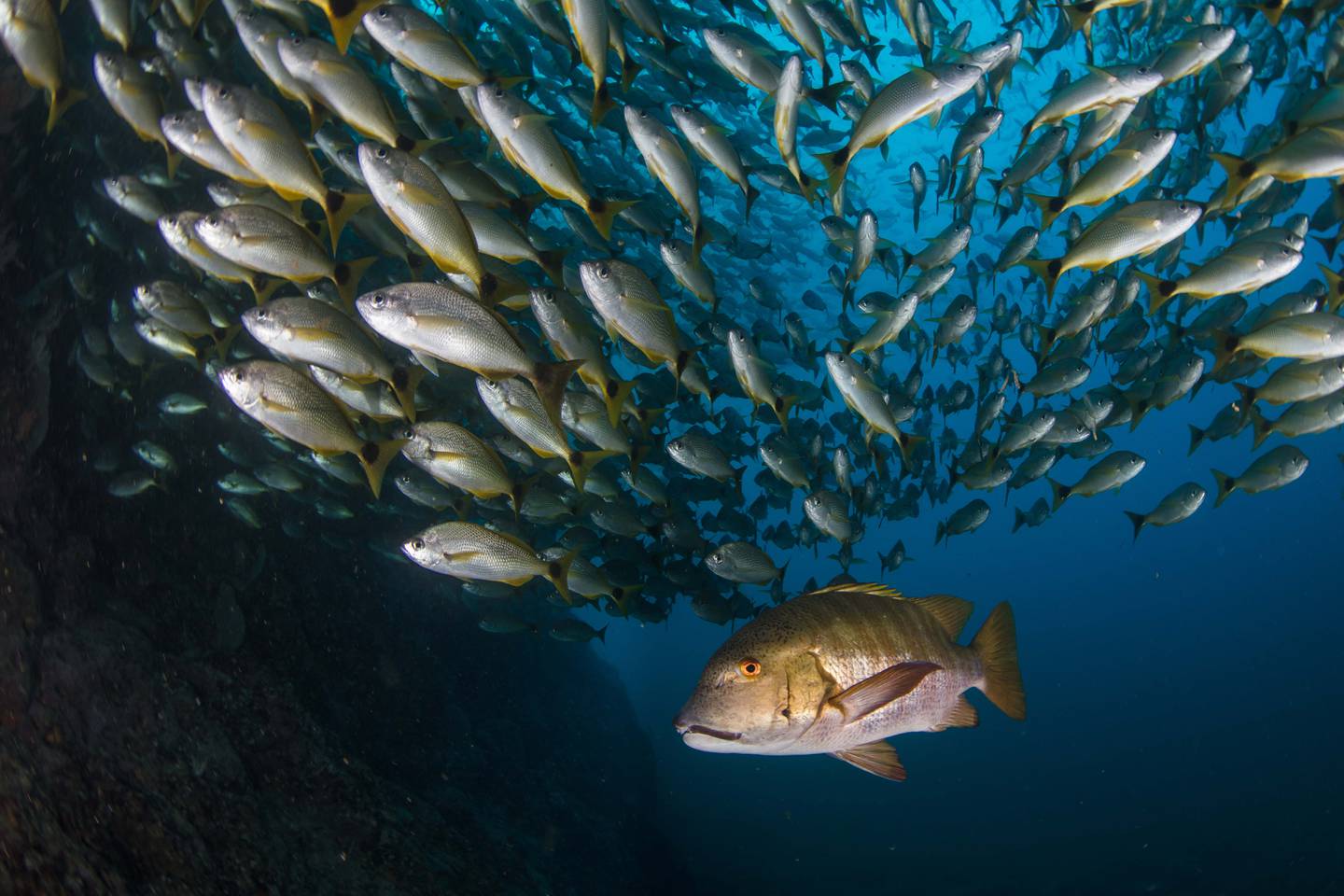 “Photograph by Enric Sala, National Geographic”. National Geographic  Pristine Seas
www.NatGeo.org/PristineSeas.