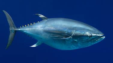 Voraz apetito humano atenta contra el atún rojo